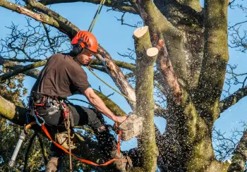 Abattage et élagage d'arbre à Périgueux et ses environs